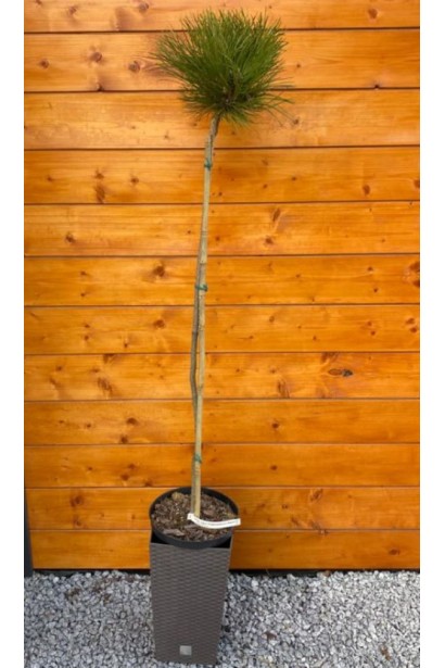 Сосна чорна Кабаненсіс Нана на штамбі - - саджанець в контейнері